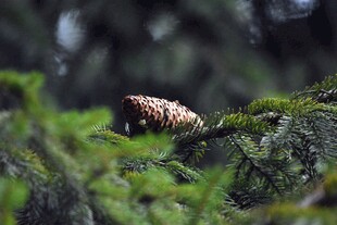 青苔上的松果