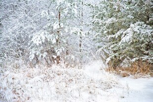 雪覆树林的冬日美景