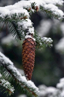 雪覆松枝上的锥形松果