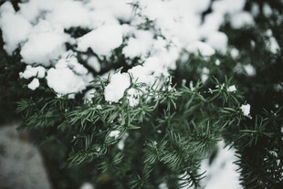 雪覆绿植的清新景致