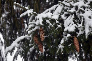 雪覆松枝上的饱满松果