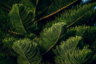 翠绿舒展的羽状植物叶片