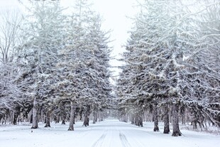 雪覆树林的冬日静谧景象