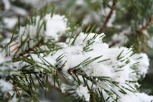 雪覆松枝的冬日美景