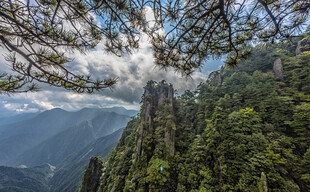 山间繁茂绿树与云雾景观