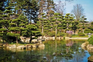 日式园林湖畔松景