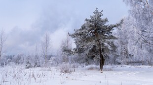 冬日孤树雪景