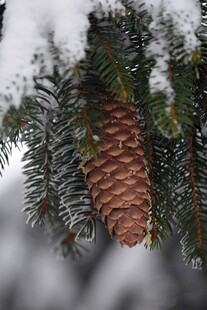 雪覆松枝上的饱满松果