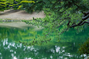 静谧湖景中的翠绿松枝