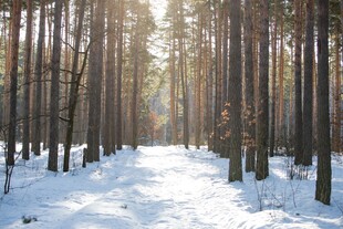 冬日雪林