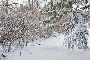 冬日雪覆树林小径