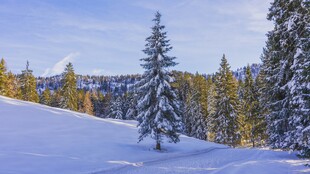 冬日雪林美景