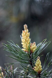 松树嫩花绽放