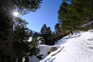 雪覆山林间的明媚日光