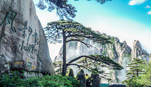 黄山奇松屹立于山石间