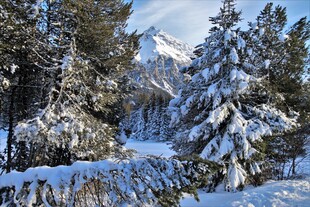 冬日雪覆山林美景