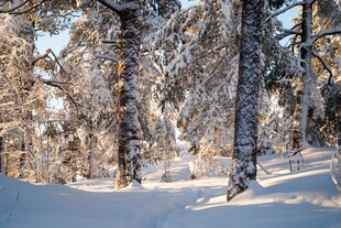 冬日雪林美景