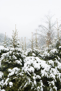 雪覆松林美景