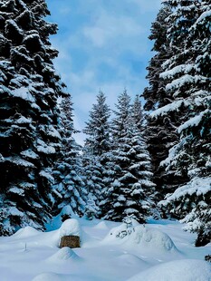 冬日雪覆松林美景