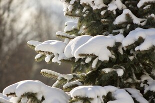 雪覆松枝的冬日美景