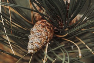 松枝上的锥形松果