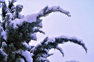 雪覆枝叶的冬日景致