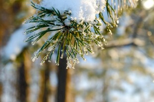 雪覆松枝的冬日美景