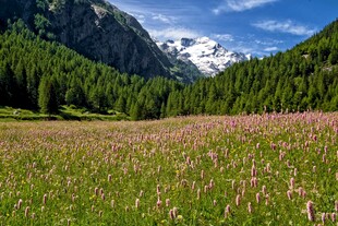 山间花海