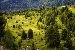 山间葱郁森林美景