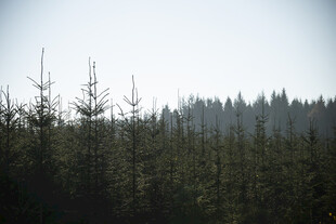 雾中松树林景观
