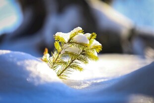 雪覆松枝