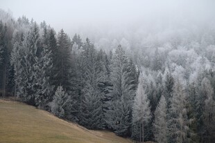 雾中雪覆松林美景