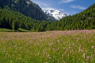 山间花海与远处雪山美景