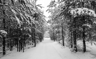 冬日雪林小路