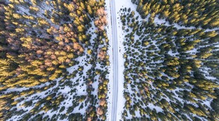 冬日森林雪景