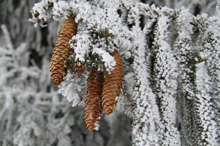 雪覆松枝上的棕色松果