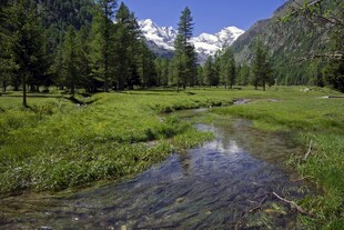 山间小溪旁的翠绿美景