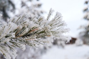 雪覆松枝的冬日美景