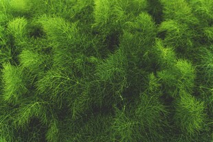 茂密绿色植被鸟瞰图