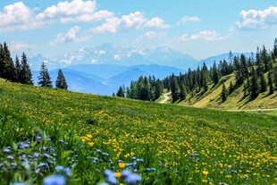山间草地繁花与茂密树林