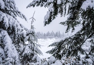 雪覆松枝的冬日美景