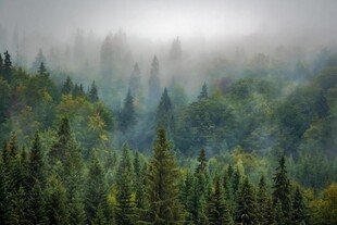 云雾缭绕的茂密森林景观