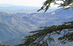 山巅松枝下的壮阔山景