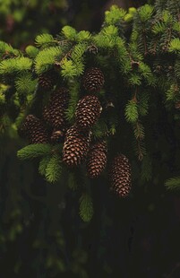 松塔与青苔的自然景致