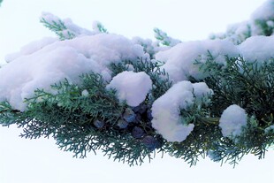 雪覆松枝美景