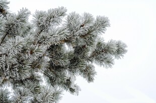 雪覆松枝