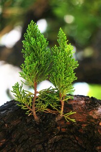 新生绿植于树桩上萌发