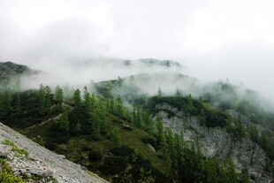 云雾缭绕的山林美景
