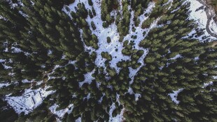 雪覆松枝