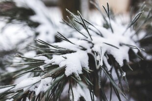 雪覆松枝